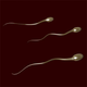 Illustration for article titled Sperm: Like Prozac, Without the Libido Killing Part! Or, A Not Entirely Convincing Plea For You To Bareback Gallups Pole